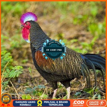 

Telur ayam hutan x jawa / telur ayam hias / telur fertil siap tetas CV LIGHT PRO