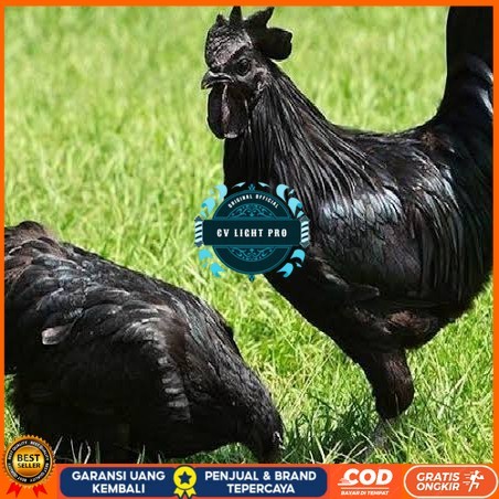 

Telur ayam hias cemani lidah hitam fertil asli siap ditetaskan - ayam cemani CV LIGHT PRO