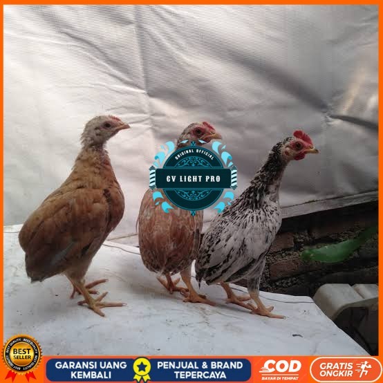 

Telur ayam tukung / telur ayam hias / telur fertil asli CV LIGHT PRO