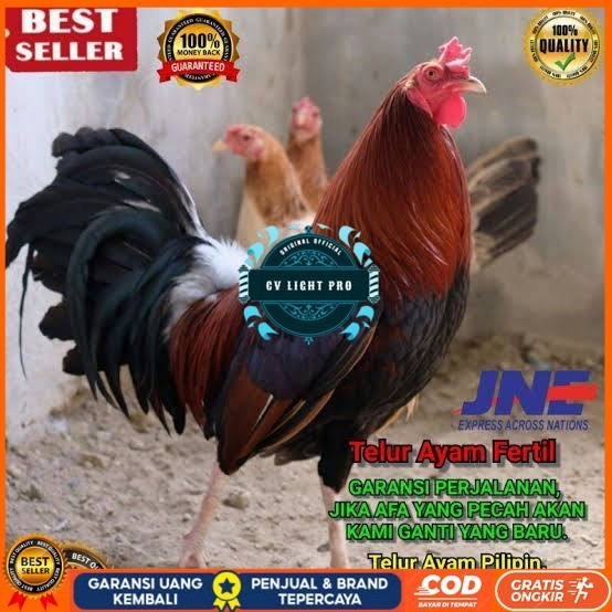 

Telur ayam hias pilipin fertil bisa ditetaskan Langsung CV LIGHT PRO