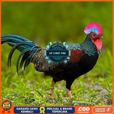 

Telur ayam hutan x jawa bekisar fertil asli siap ditetaskan - ayam hutan CV LIGHT PRO