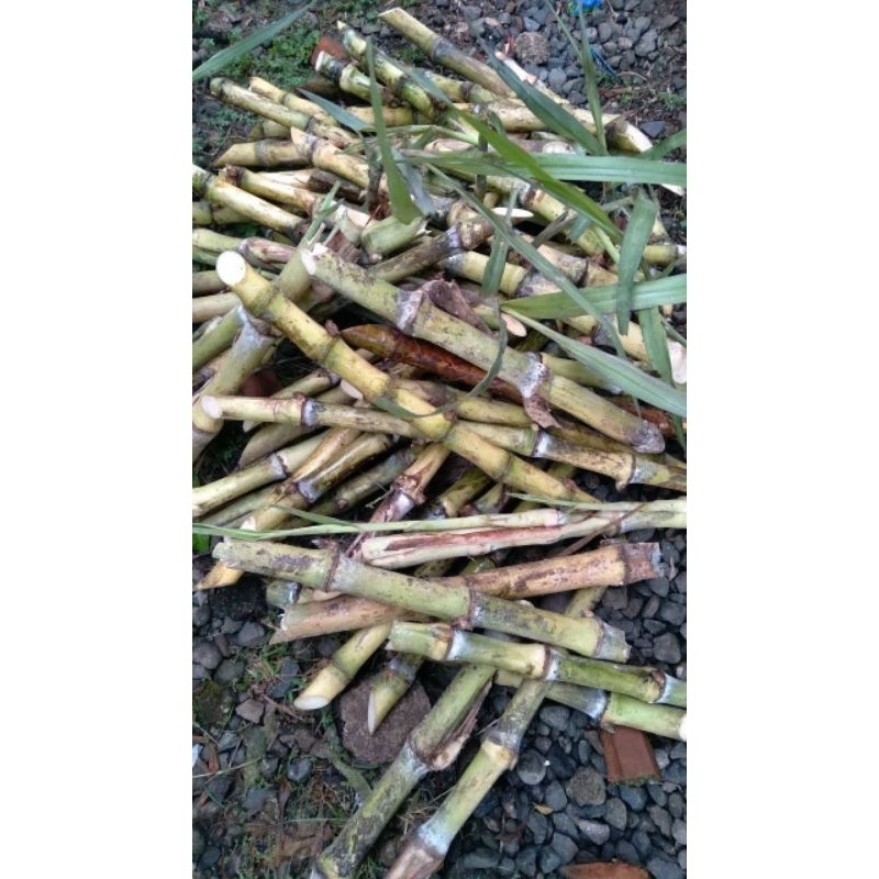 

bibit stek terubuk isi10 H. O. A