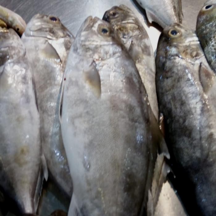 

Ikan Pecah Kulit/Jenakir 500gr