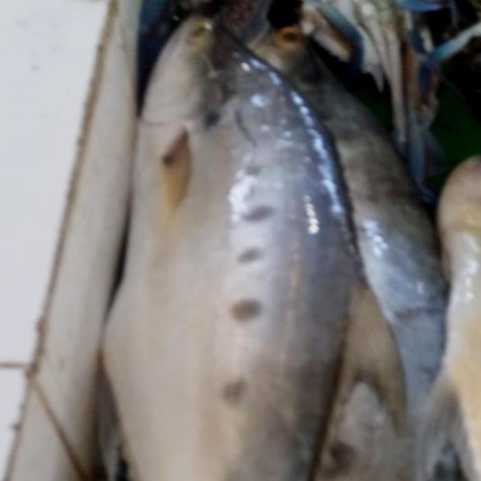

Ikan Talang-Talang 500gr