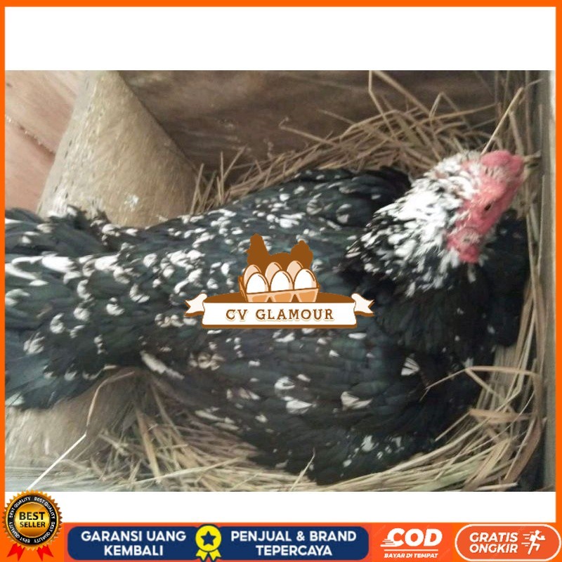 

telur Ayam Bangkok Clasik ekor lidi Fertil terlaris CV GLAMOUR