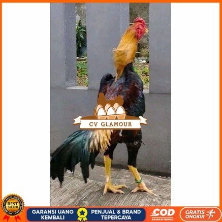 

Telur ayam bangkok shamo taiwan / ayam petarung aduan siap ditetaskan CV GLAMOUR