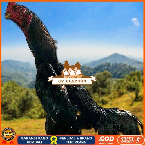 

telur tetas ayam shamo super valid CV GLAMOUR