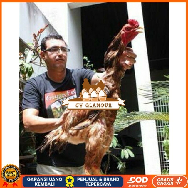 

TELUR AYAM GODZILLA STRONG HEIDHT UNTUK DI TETASKAN CV GLAMOUR