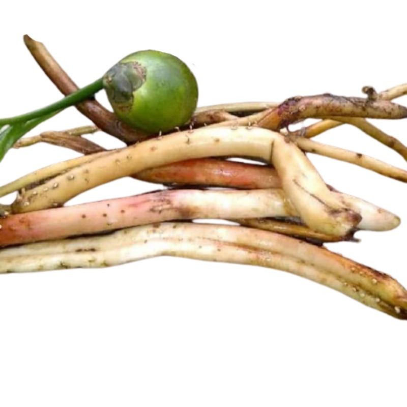 

Akar pinang muda segar 1kg (DIJAMIN MUDA) akar jambe muda organik Sh