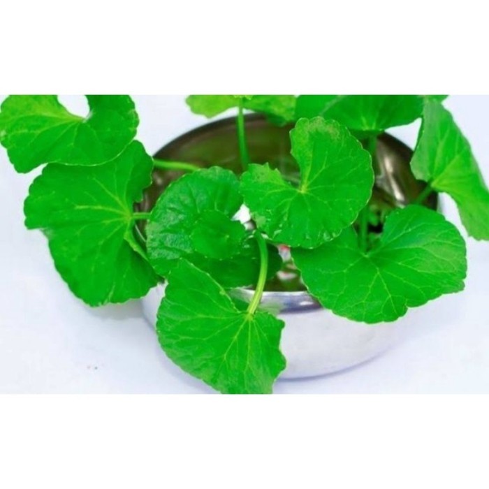 

COD daun pegagan/antanan untuk herbal dan lalapan segar,per 1kg .