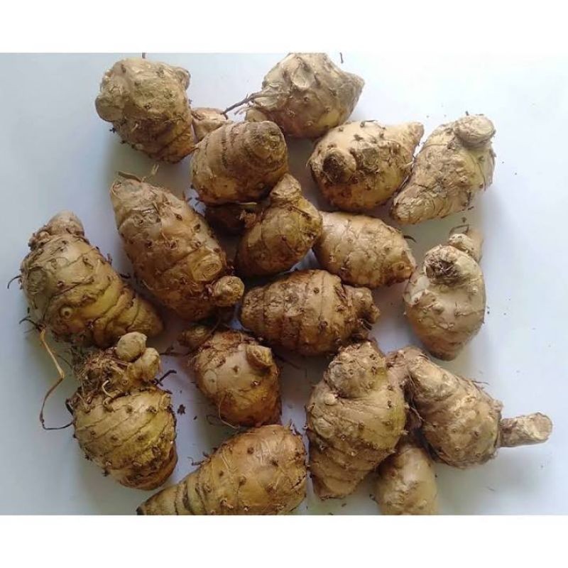 

BIANG KUNYIT PUTIH / BONGGOL KUNYIT PUTIH 1KG / BONGGOL KUNYIT GOMBYOK
