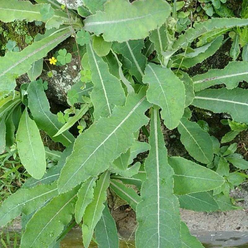 

Stok ready Daun tempuyung segar 200gr Silahkan diorder