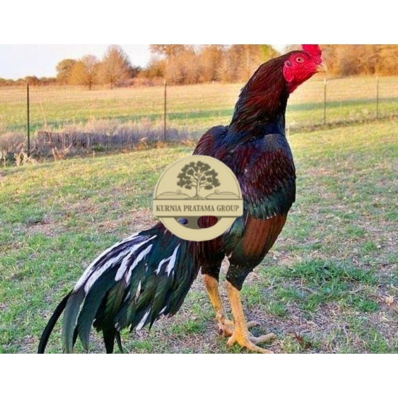 

TELUR AYAM SHAMO JEPANG PURE LINE TANAKA / AYAM ADUAN JEPANG SUPER BESAR KURNIA PRATAMA GROUP