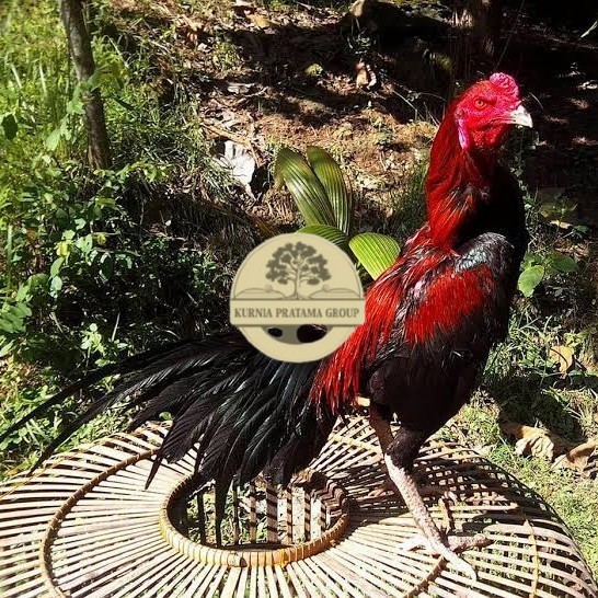

Telur ayam bangkok ekor lidi / telur ayam hias fertil siap kirim KURNIA PRATAMA GROUP