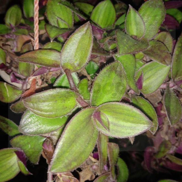 

Daun Kuping Kera Segar - Tanaman Gantung Alami