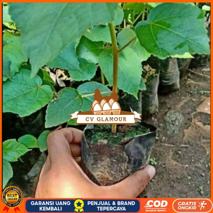 BIBIT POHON BALSA/ BIBIT BALSA 30CM SIAP TANAM/ BIBIT POHON KAYU BALSA Bibit Tanaman Super Unggul CV