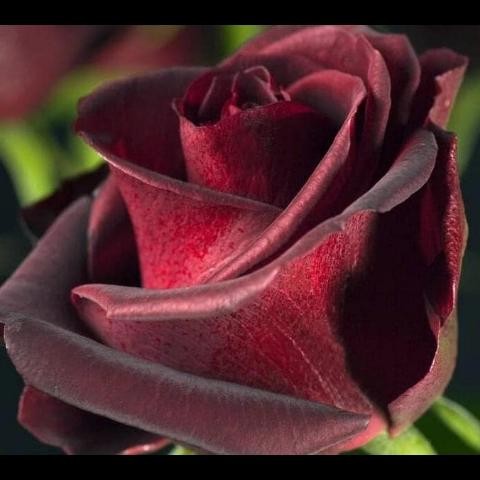 TANAMAN HIAS BUNGA MAWAR HITAM ASLI/ BLACKROSE SUDAH BERBUNGA