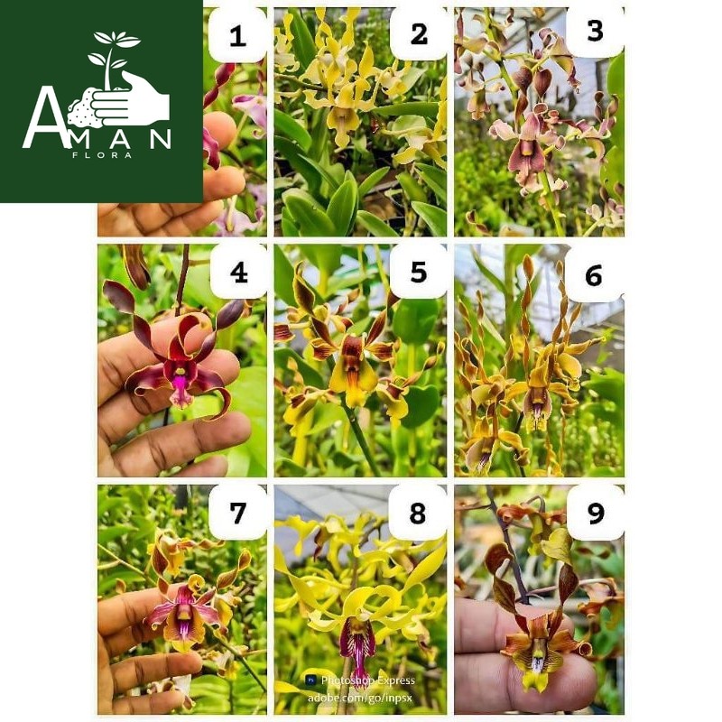 # (BISA COD) Bunga Hias Anggrek Dendrobium Melintir Size Dewasa / Tanaman Hidup Anggrek Dendrobium T