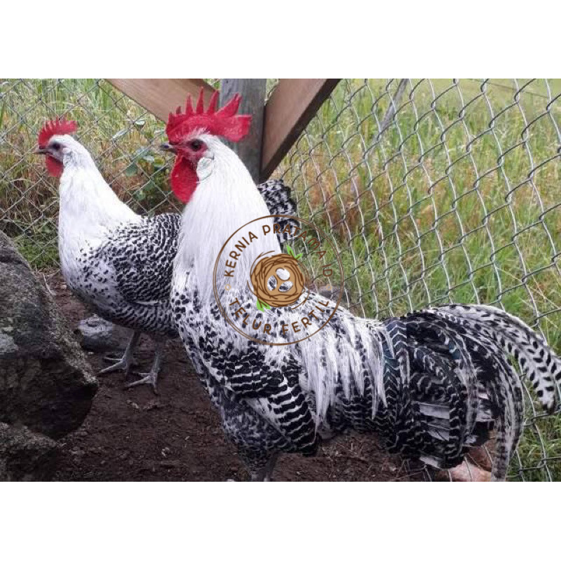 

TELUR FERTIL AYAM ARAB PETELUR HANDAL INDUKAN TERSELEKSI UNTUK DI TETASKAN KURNIA PRATAMA ID