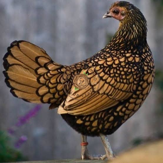 

Telur ayam serama / kate batik italy kanada fertil asli siap tetas KURNIA PRATAMA ID