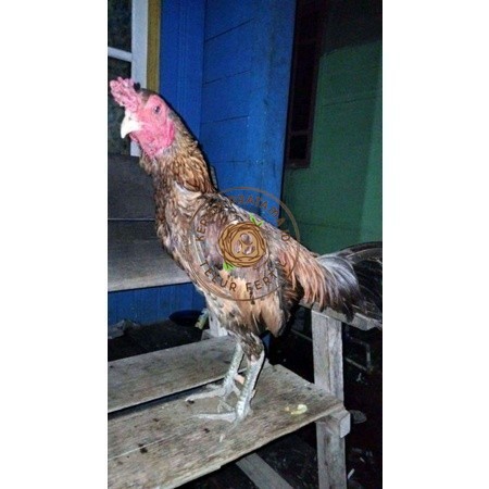 

ayam bulbi tampar tampar telur fertill terbaru KURNIA PRATAMA ID