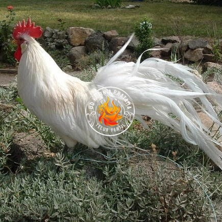 

Telur ayam hias onagadori ekor panjang fertil siap ditetaskan - ayam onagadori UD KURNIA PRATAMA