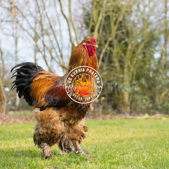 

Telur ayam brahma jumbo / telur ayam hias / telur fertil siap tetas UD KURNIA PRATAMA