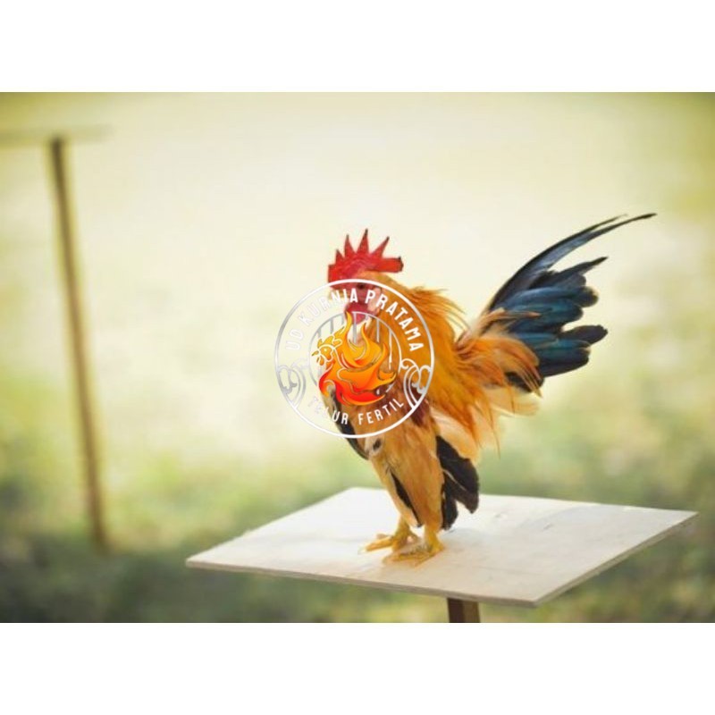 

TELUR AYAM HIAS SERAMA UNTUK DI TETASKAN UD KURNIA PRATAMA
