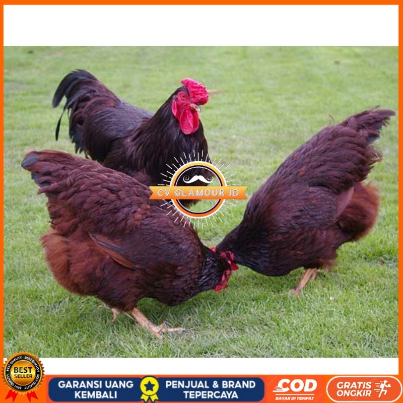 

TELUR AYAM RIR / RHODE ISLAND RED PURE LINE UNTUK DI TETASKAN CV GLAMOUR ID
