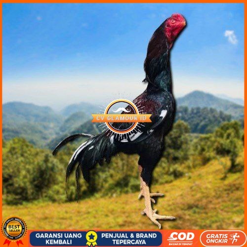 

telur tetas ayam shamo ukuran besar CV GLAMOUR ID