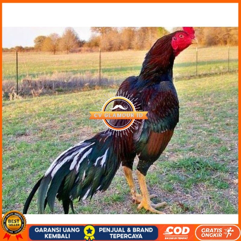 

TELUR AYAM SHAMO JEPANG PURE LINE TANAKA / AYAM ADUAN JEPANG SUPER BESAR CV GLAMOUR ID