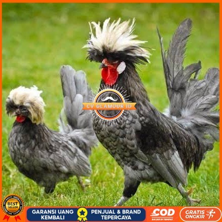 

Telur ayam poland / telur ayam hias / telur fertil siap cod CV GLAMOUR ID
