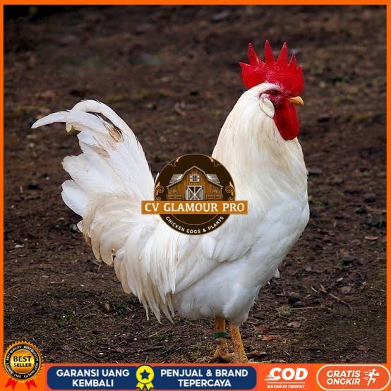 

Telur ayam leghorn white / telur ayam hias / telur fertil siap tetas CV GLAMOUR PRO