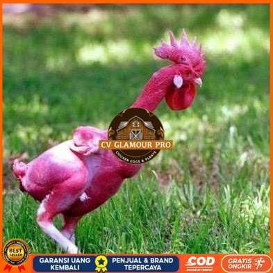 

Telur ayam tanpa bulu / ayam gundul fertil siap ditetaskan - ayam tanpa bulu CV GLAMOUR PRO