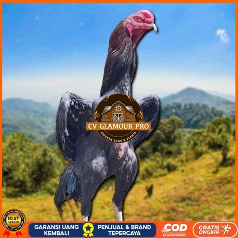 

telur tetas ayam shamo merah CV GLAMOUR PRO