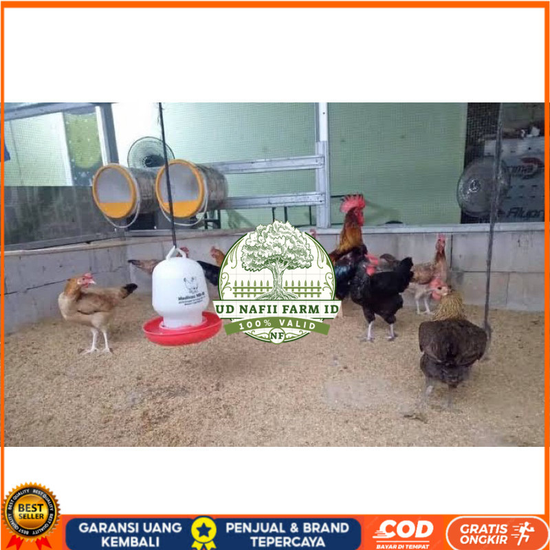 

TELUR FERTIL AYAM AKY YUDISTIRA INDUKAN MULTIGUNA TERSELEKSI UNTUK DITETASKAN UD NAFII FARM ID