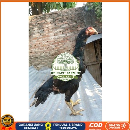 

Telur Shamo X BK clasik terlaris UD NAFII FARM ID