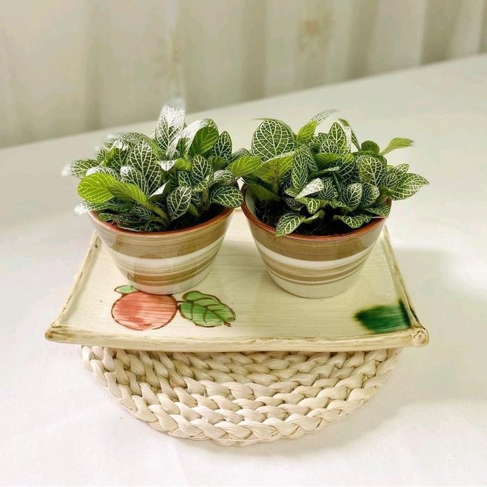 Tanaman Hias Fittonia silver - tanaman hidup  Pot fittonia