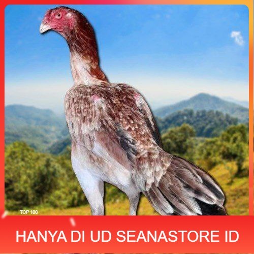 

telur ayam shamo eropa bisa untuk di tetaskan UD SEANASTORE ID