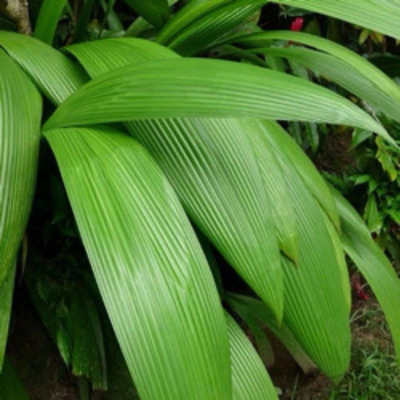 

Daun congkok bungkus nasi lemang Aulia