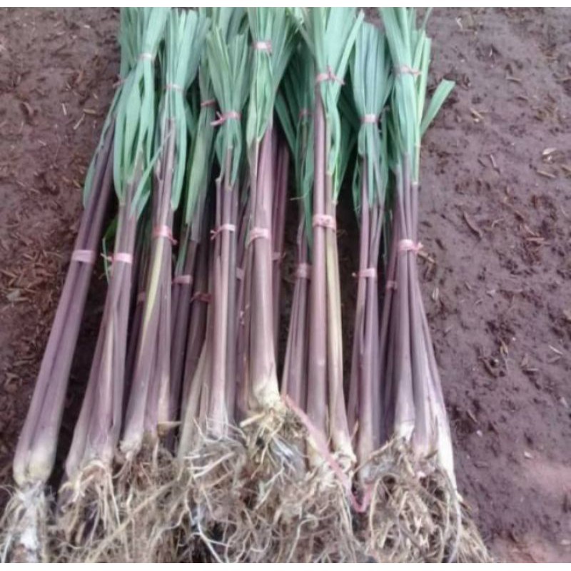 

GS-17 pohon sereh wangi/sereh merah 500GRAM