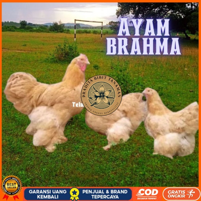 

telur ayam brahma asli bisa untuk di tetaskan original berkualitas PRADITA BIBIT TANAMAN