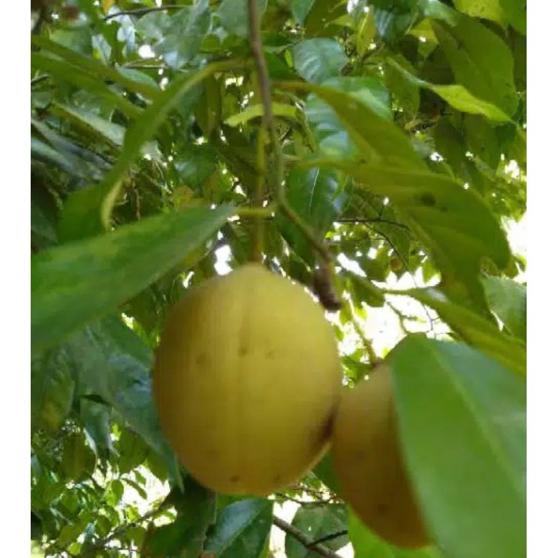 

Buah pala segar fresh langsung petik 1 kg