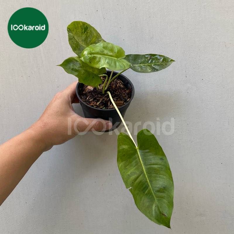 Tanaman Hias Philodendron Burlemarx Verde | Not Burlemarx Mint