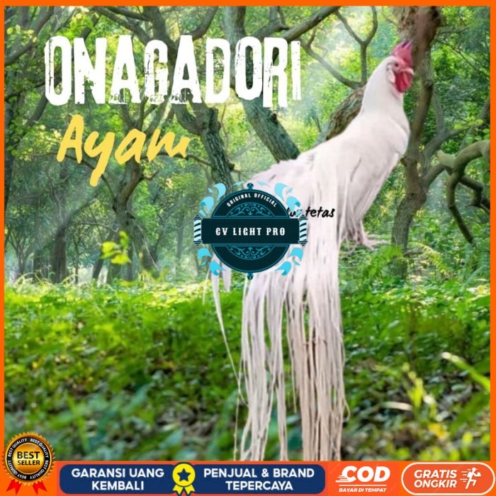 

telur ayam ekor panjang / ayam hias onagadori original berkualitas CV LIGHT PRO