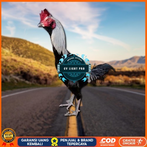 

PAMA IQ TELUR FERTIL PROMO BESAR" AN CV LIGHT PRO