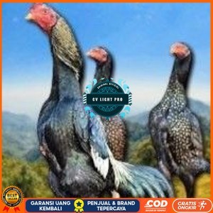 

telur tetas ayam shamo bangkok ori super garansi CV LIGHT PRO