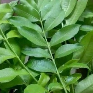 

TB-02 Daun Kedondong Segar / Daun Kedondong Rempah Segar Masakan