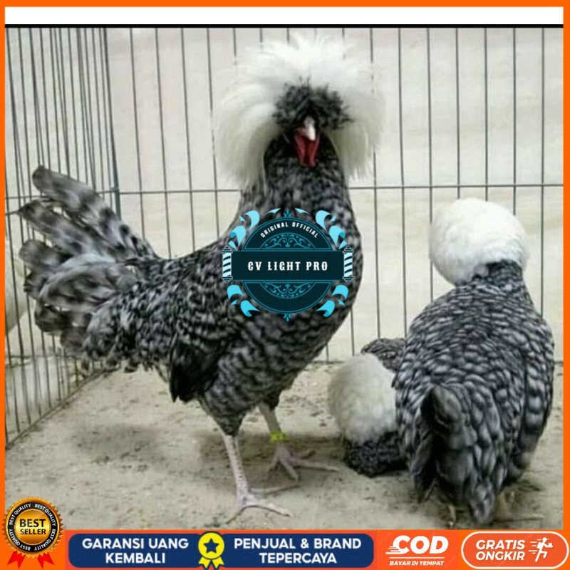 

TELUR AYAM HIAS POLAND BULU WALIK / BULU ORI untuk di tetaskan CV LIGHT PRO