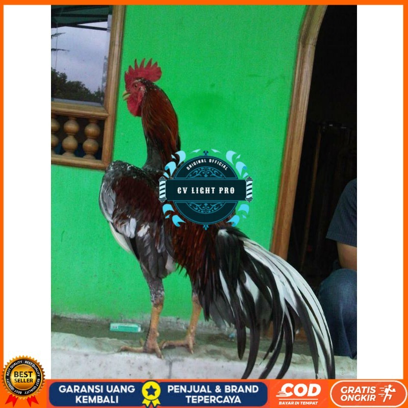

TELUR AYAM BIRMA JOPER / AYAM BIRMA X RAS JAWA SUPER BESAR UNTUK DI TETASKAN CV LIGHT PRO